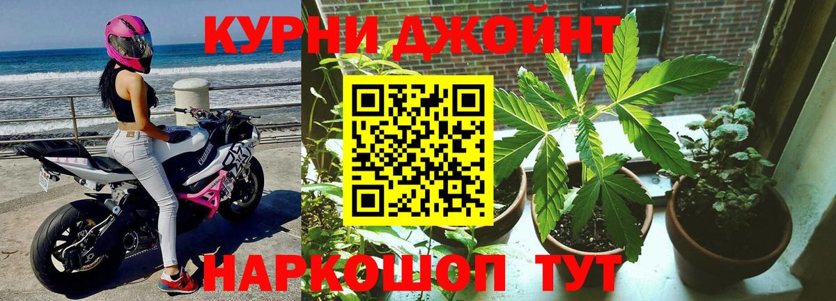 Конопля гибрид Зерноград